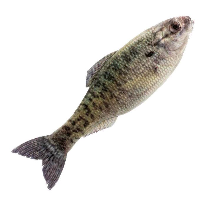 Силиконовая приманка 6th Sense Panorama Soft Jerkbaits - Live Crappie, 2in, 8pk