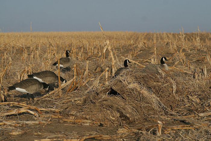 Засидка Banded Killerweed Layout Blind Kit