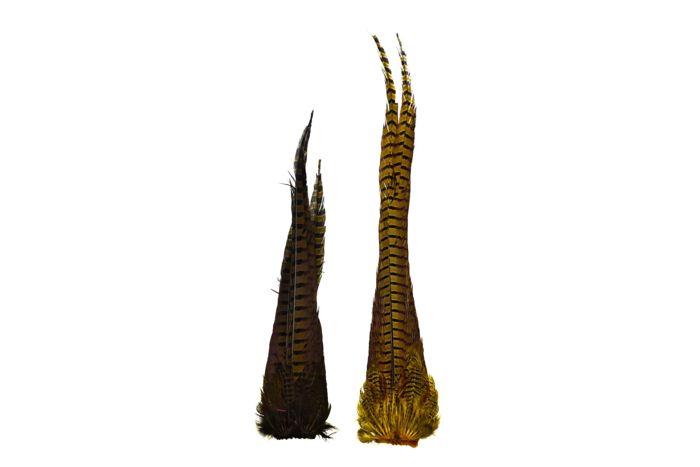 Материал для вязания мушек Hareline Dyed Ringneck Pheasant Tail Clump