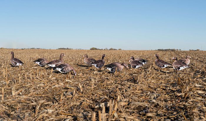 Чучело GHG Pro-Grade Silhouette Specklebelly Goose Decoys